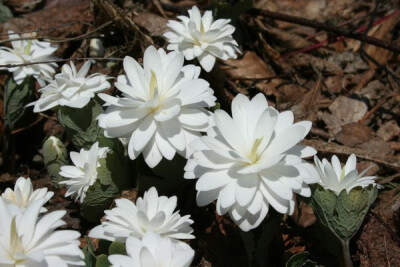 血根草（学名：Sanguinaria canadensis）是一种多年生草本植物，原产于北美洲东部，原产地由加拿大的新斯科舍省往南至美国的佛罗里达州。折断或打碎根状茎时会流出似血液的红色汁液，因此被称为血根草。血根草是罂粟…