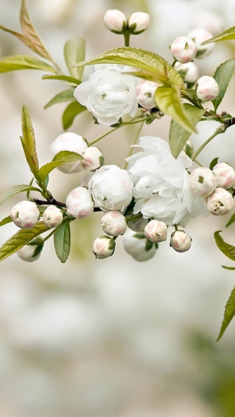 唯美花朵含苞待放