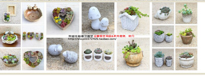 http://shop33372425.taobao.com/塔莎花房是塔莎园艺（Tasha Garde）推出的一座以园艺为主题的“花の房子“，包括工作室和花园两部分，建设完好的塔莎花房将被花草簇拥，主打产品有各色欧洲月季和玫瑰，小清新多肉…