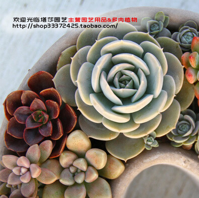 http://shop33372425.taobao.com/ 亲，我们在成都，我们致力于做以下事情（请支持）：塔莎花房是塔莎园艺（Tasha Garde）推出的一座以园艺为主题的“花の房子“，包括工作室和花园两部分，建设完好的塔莎花房将被…