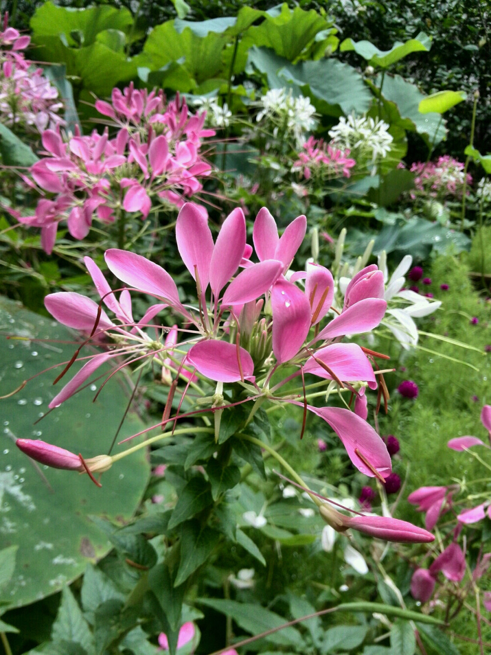 蝶醉花间花醉蝶