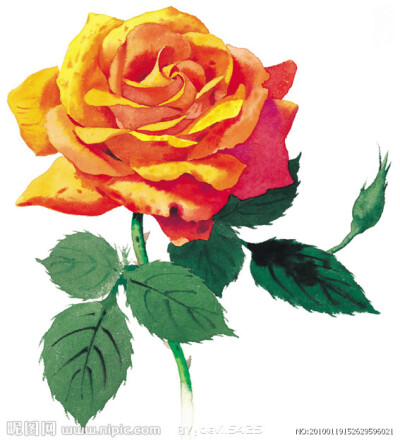 小小的花朵也可以有自己的世界