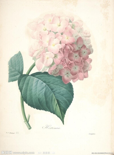 小小的花朵也可以有自己的世界