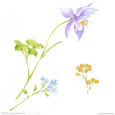 小小的花朵也可以有自己的世界