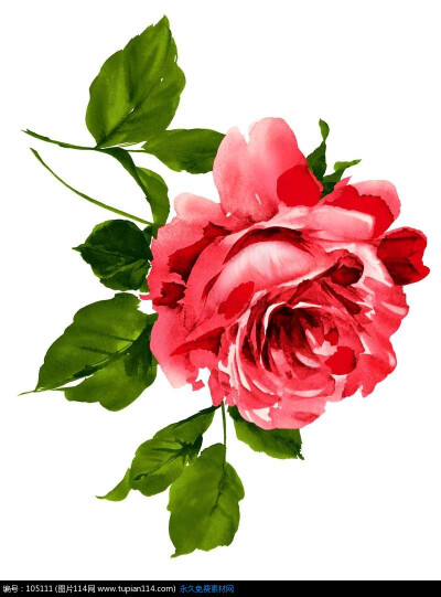 小小的花朵也可以有自己的世界