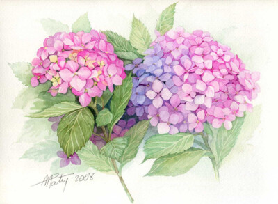 小小的花朵也可以有自己的世界