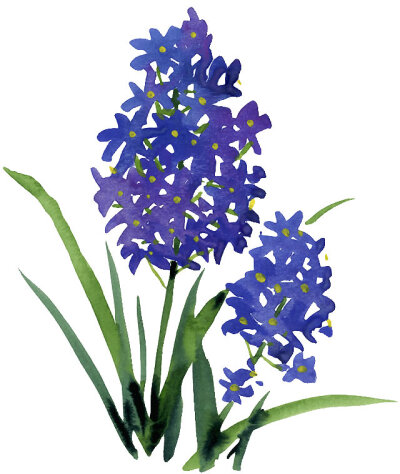 小小的花朵也可以有自己的世界