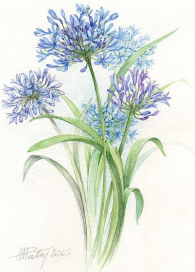 小小的花朵也可以有自己的世界