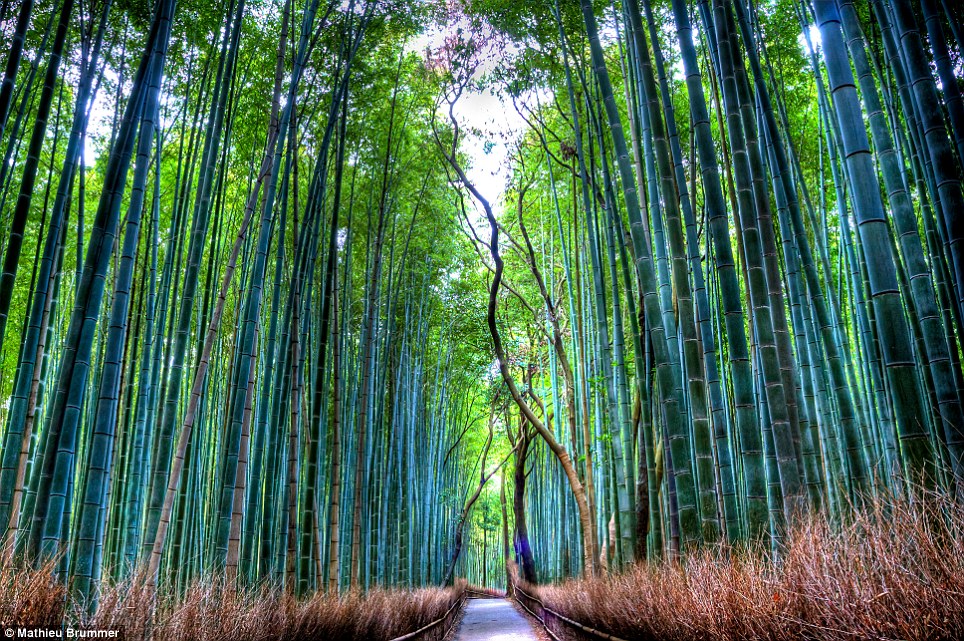 惊人的景象:佐加野竹林位于京都的佐加野岚山,是一个有着通往其中心道路的美丽森林。