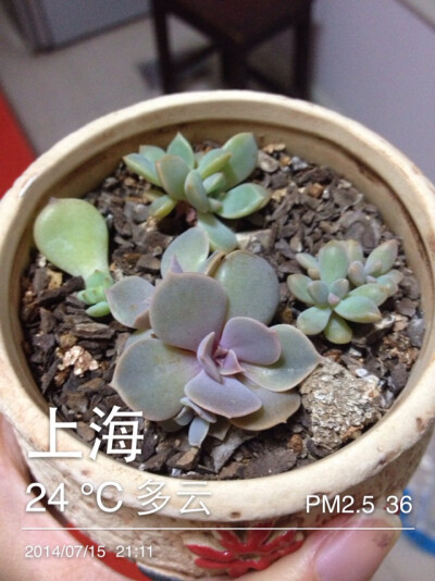 叶插1