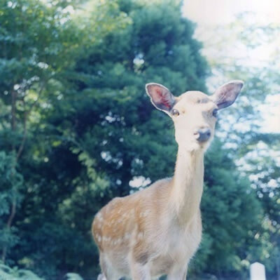 川内伦子