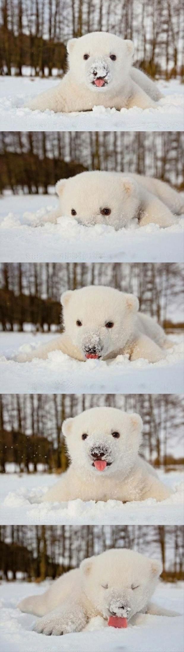 萌一脸 雪~