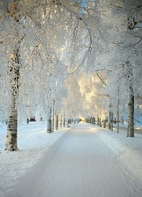 总是记得雪地里，林萧哭着喊着崇光。