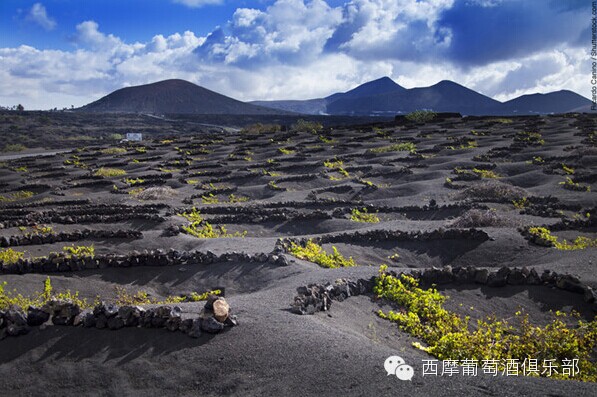 葡萄园还能造在这种地方？！1、LanzaroteLa Geria庄园 在兰萨罗特岛的 La Geria庄园中种植葡萄要克服诸多巨大的挑战：全部都是熔岩和沙子的土壤。作为一个坐落于大西洋的一个岛屿，四季不断的六级大风让授粉变得困难。哦，对了，这里的雨水还很少。人们每年要想办法收集到需要2百万升的水并且要想办法抗风以供葡萄正常生长。推荐关注微信“西摩葡萄酒俱乐部”