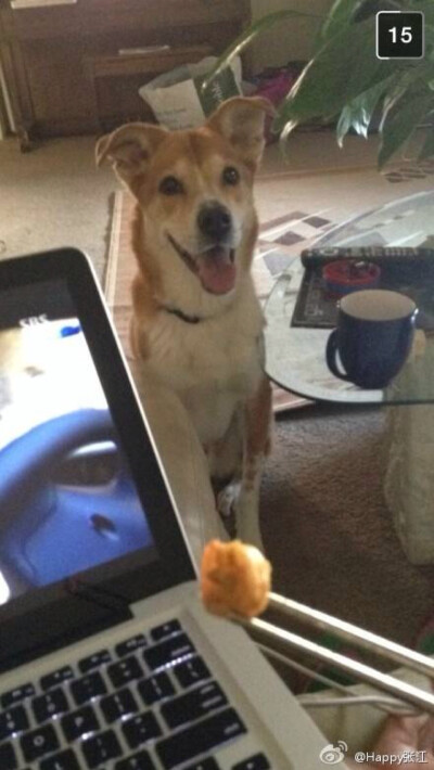 傲娇得眼神。。