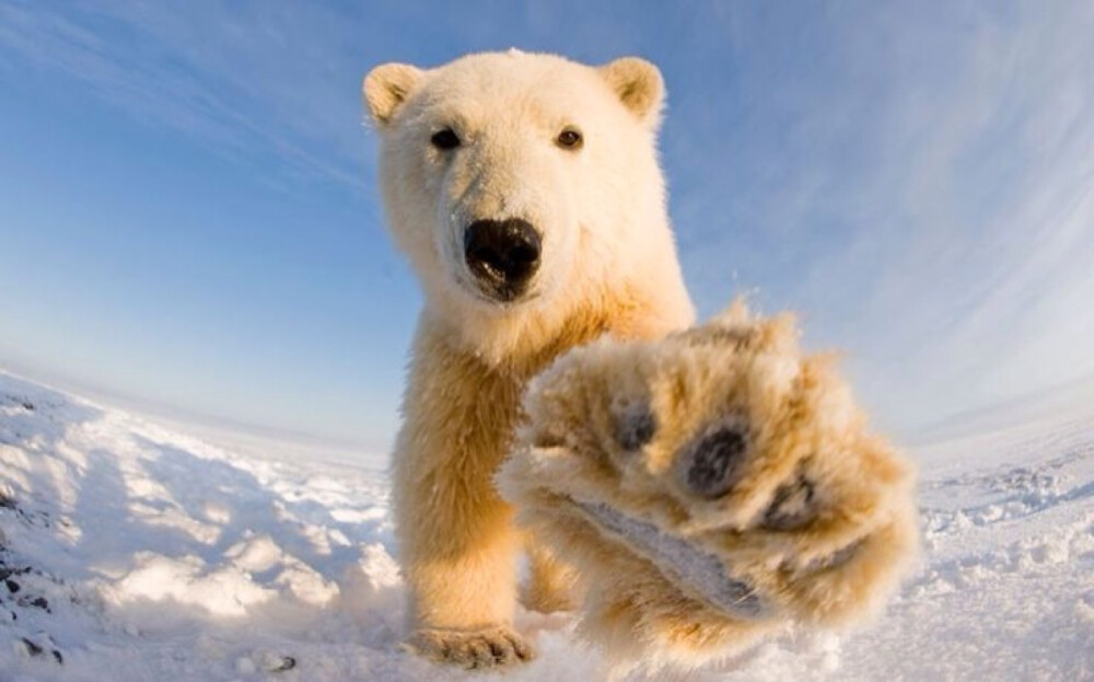 冰雪王国的萌物——北极熊。美国野生动物摄影师Steven Kazlowski是目前唯一深入拍摄北极熊生存状态的摄影师，他在极端气候下拍摄到了这些北极熊憨厚可爱的一面。