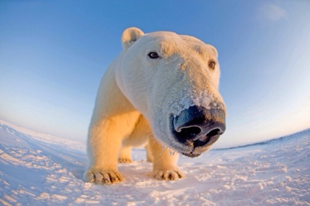 冰雪王国的萌物——北极熊。美国野生动物摄影师Steven Kazlowski是目前唯一深入拍摄北极熊生存状态的摄影师，他在极端气候下拍摄到了这些北极熊憨厚可爱的一面。
