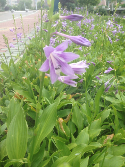 小花很美丽