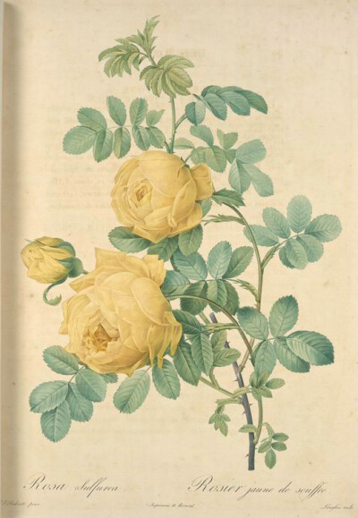 006 Rosa Sulfurea