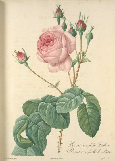 010 Rosa Centifolia Bullata