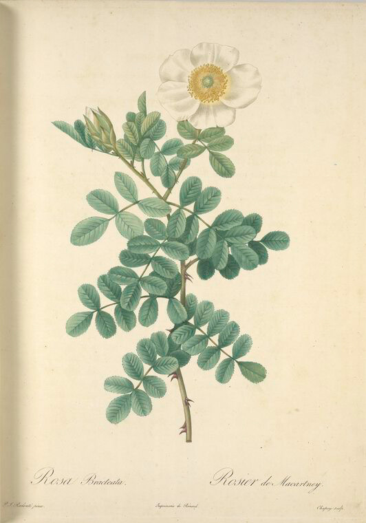 009 Rosa Bracteata