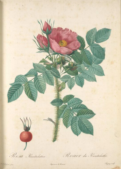 015 Rosa Kamtschatica