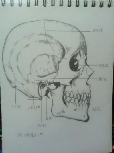 关于骨头 绘画教程