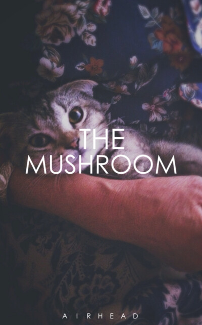 猫猫蘑菇