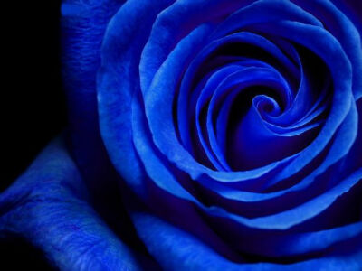 蓝色妖姬 Blue enchantress（拉丁学名：blue rose）寓意相守是一种承诺。