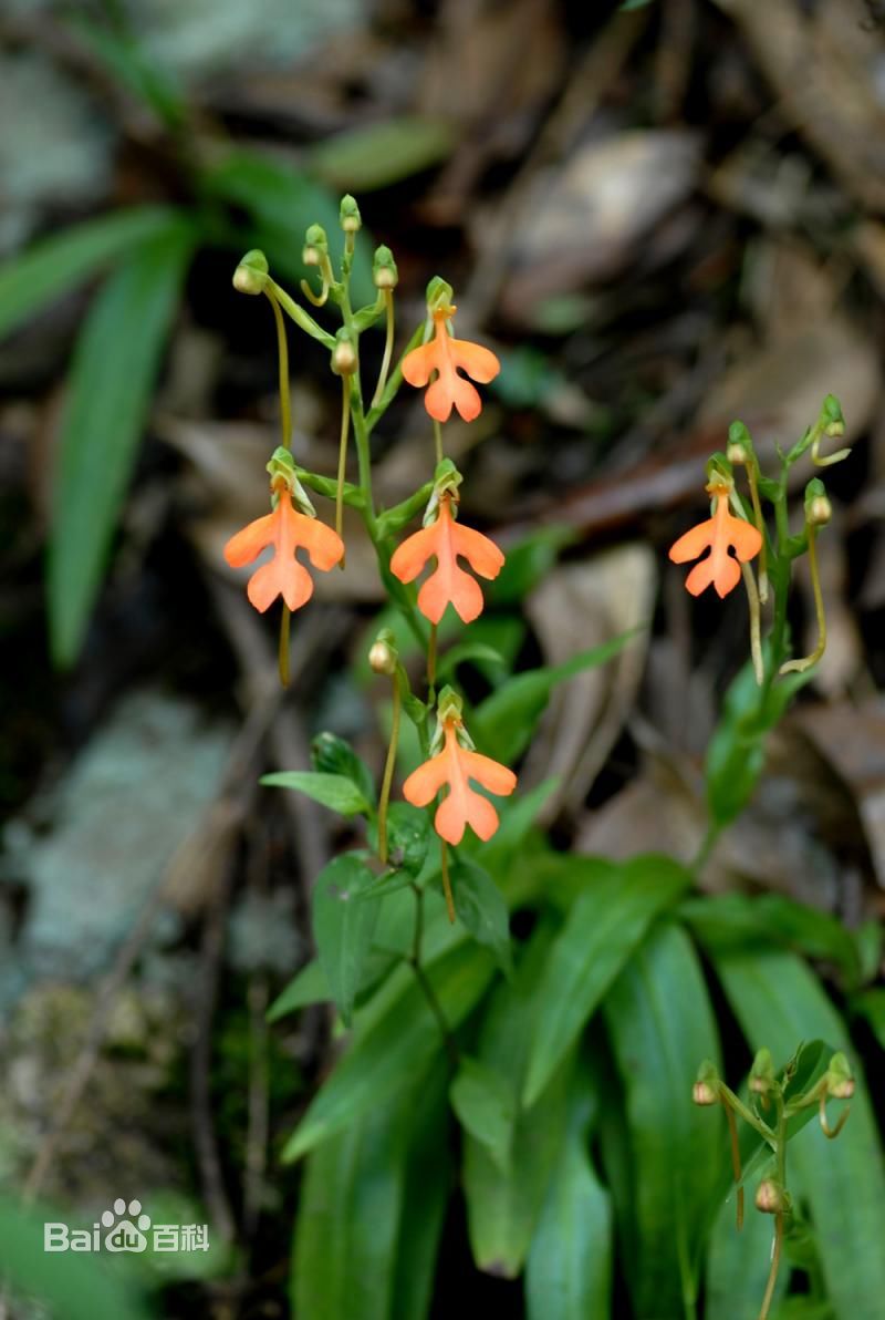 兰科玉凤花属植物鹅毛玉凤花Habenaria dentata （Swartz）Schlecht.（Habenaria miersiana Champ.），以块茎入药。秋冬采挖，洗净蒸热，晒干或鲜用。