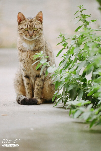 一只坐姿端庄的猫和薄荷