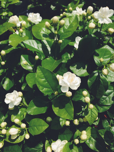 茉莉。花茶。