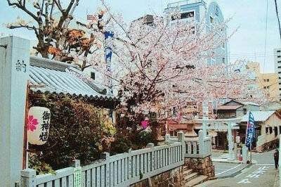 日本的樱花盛宴。