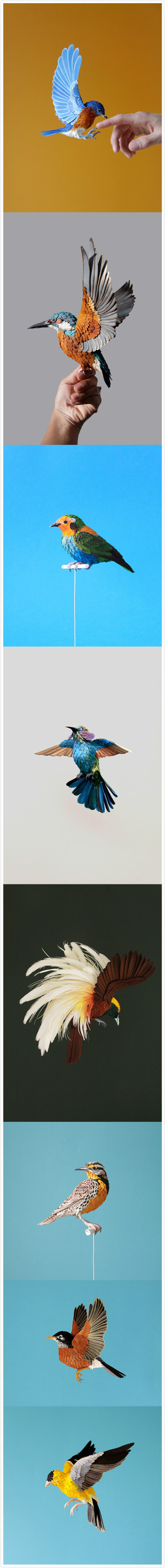 【纸艺】Diana Beltrán Herrera，哥伦比亚女艺术家，出生于1987年，官方网站：http://t.cn/zYo8FaC 她的纸艺作品大多是鸟类，制作细腻逼真，色彩丰富绚丽。
