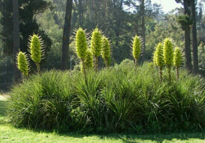 ！ 食羊树（Puya chilensis），学名为智利普亚菠萝，是一种生活在智利的高大植物，最大能够长到3.66米高、1.52米宽。 它不仅有庞大的体积，而且体表长满极其锋利的尖刺，能够靠这些尖刺来捕获羊等动物。“食羊树”这…