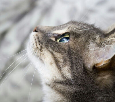 萌猫 可爱 宠物 头像 萌宠 呆萌