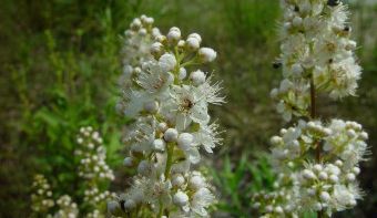 小小麋鹿【花语字典】Meadowsweet(Filipendula ulmaria)旋果蚊草子.花语：徒劳