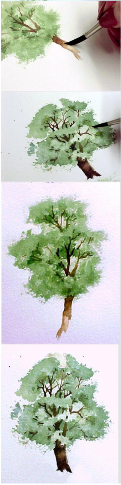 水彩画树示范教程2