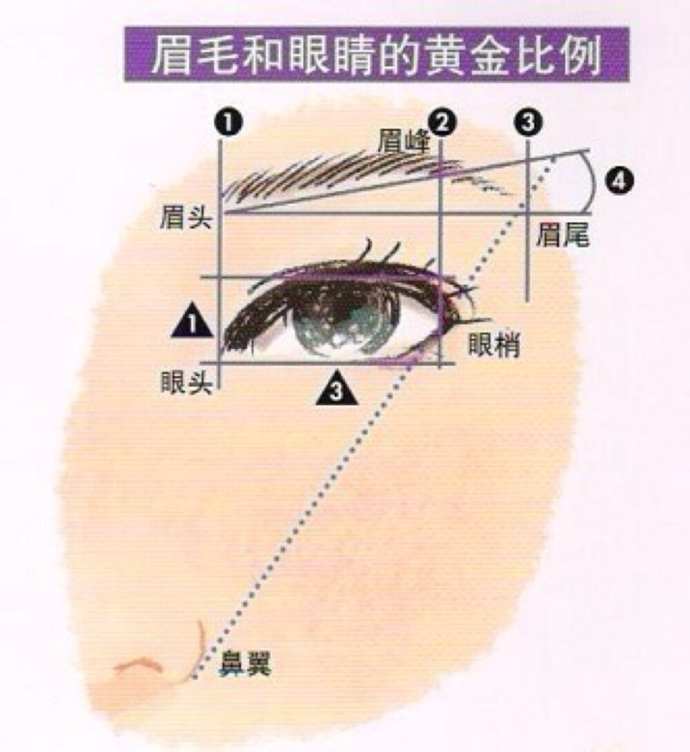 眉毛与眼睛的黄金比例