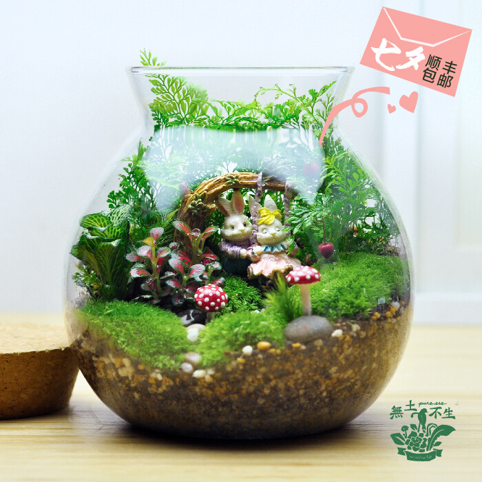 無土不生 #DIY# #手工#苔藓微景观