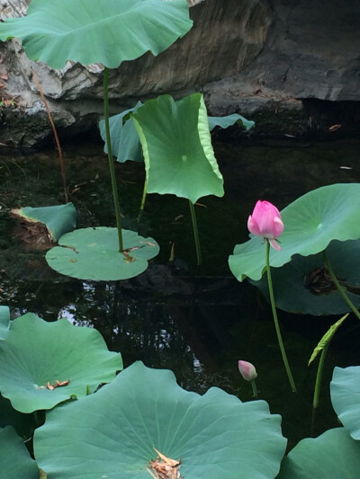 面朝大海，春暖花开，今日兴起，不如我们来个御花园拍花大赛，大家把拍到的花发到专辑中就行了！