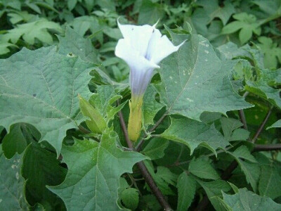 ！ 洋金花----又名颠茄花、曼陀罗，在江南农村常见，小孩误食会中毒。