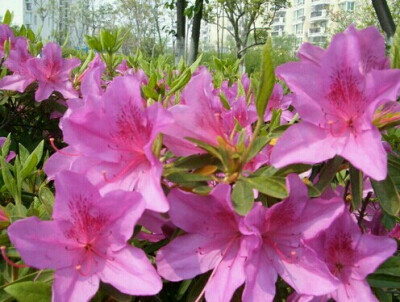 ！ 杜鹃花----黄色杜鹃的植株和花内均含有毒素，误食会中毒；白色杜鹃的花中含有四环二萜类毒素，人中毒后会引起呕吐、呼吸困难、四肢麻木等，重者会引起休克，严重危害人体健康。