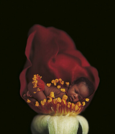 安妮·哥蒂斯（Anne Geddes）的画册：那是我们最初的样子，我们内心最初的温柔时刻。