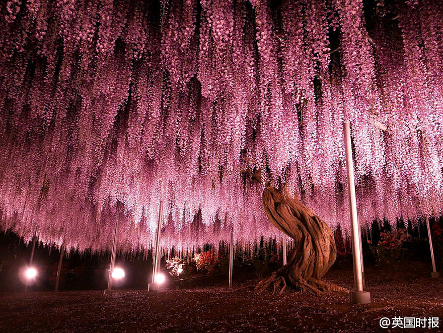 日本——紫藤花