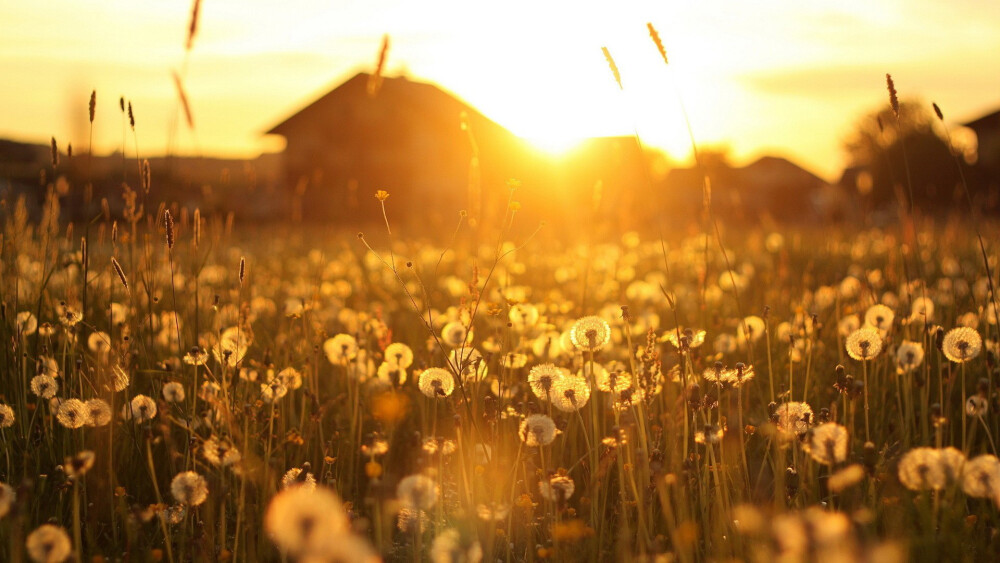 蒲公英把我吹向飛去的時光