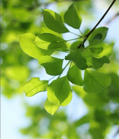 山茶花～纯情清新～