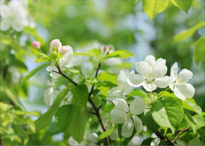 山茶花～纯情清新～