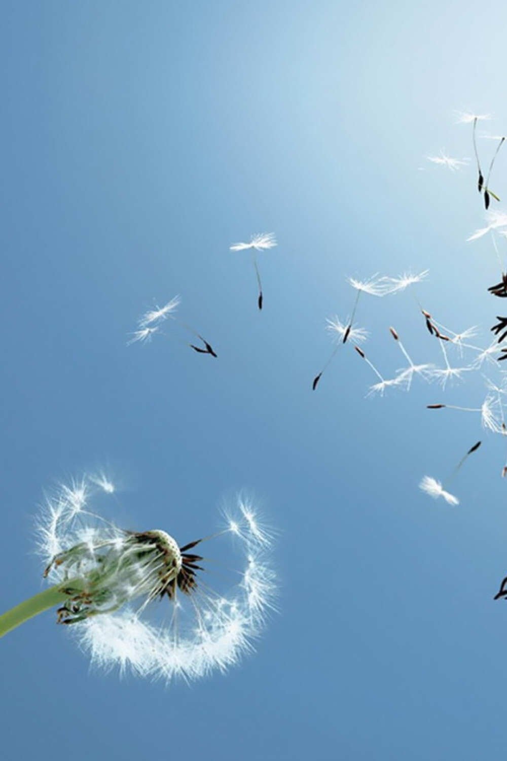唯美植物蒲公英