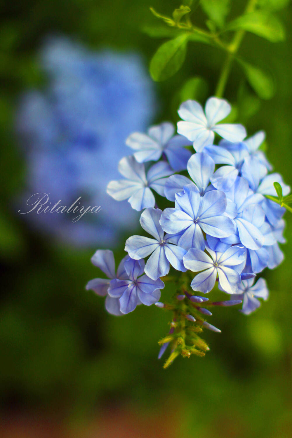 {.蓝雪花.}盛开在炎炎夏日的蓝色雪花。去年地栽的，冬天居然没有死掉~好开心~·\花园\花卉\鲜花\\\